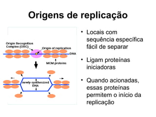 Origens de replicação
• Locais com
sequência específica
fácil de separar
• Ligam proteínas
iniciadoras
• Quando acionadas,
essas proteínas
permitem o início da
replicação
 
