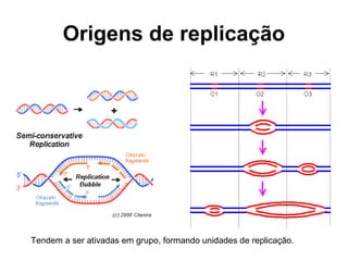 Origens de replicação
Tendem a ser ativadas em grupo, formando unidades de replicação.
 