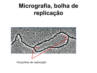 Micrografia, bolha de
replicação
Forquilhas de replicação
 