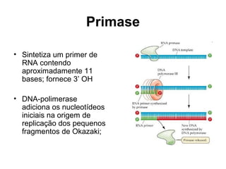 Primase
• Sintetiza um primer de
RNA contendo
aproximadamente 11
bases; fornece 3’ OH
• DNA-polimerase
adiciona os nucleotídeos
iniciais na origem de
replicação dos pequenos
fragmentos de Okazaki;
 
