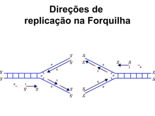 Direções de
replicação na Forquilha
 