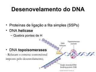 Desenovelamento do DNA
• Proteínas de ligação a fita simples (SSPs)
• DNA helicase
– Quebra pontes de H
• DNA topoisomerases
- Relaxam o estresse contorcional
imposto pelo desenrolamento;
 