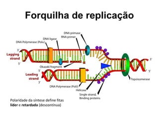 Forquilha de replicação
Polaridade da síntese define fitas
líder e retardada (descontínua)
 
