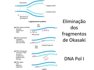 Eliminação
dos
fragmentos
de Okasaki
DNA Pol I
 