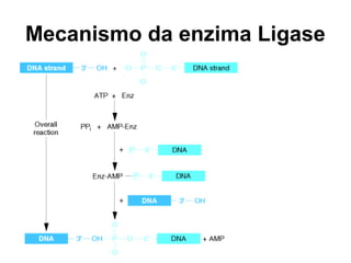 Mecanismo da enzima Ligase
 