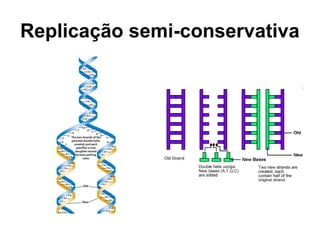 Replicação semi-conservativa
 