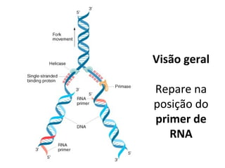 Visão geral
Repare na
posição do
primer de
RNA
 