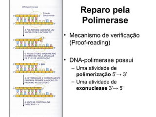 Reparo pela
Polimerase
• Mecanismo de verificação
(Proof-reading)
• DNA-polimerase possui
– Uma atividade de
polimerização 5’→ 3’
– Uma atividade de
exonuclease 3’→ 5’
 