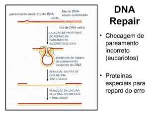 DNA
Repair
• Checagem de
pareamento
incorreto
(eucariotos)
• Proteínas
especiais para
reparo do erro
 