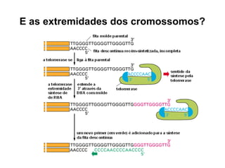 E as extremidades dos cromossomos?
 