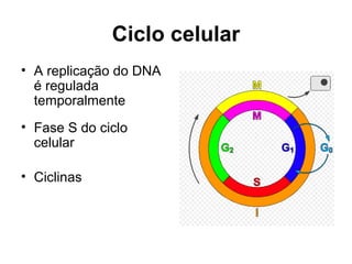 Ciclo celular
• A replicação do DNA
é regulada
temporalmente
• Fase S do ciclo
celular
• Ciclinas
 