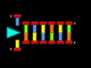 3’

     5’




     3’

5’
 