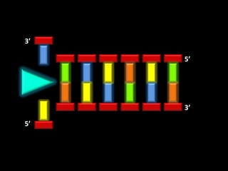 3’

     5’




     3’

5’
 