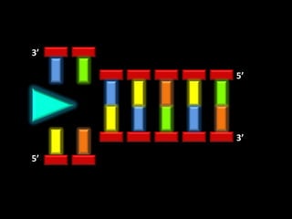 3’

     5’




     3’

5’
 