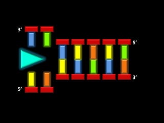 3’

     5’




     3’

5’
 