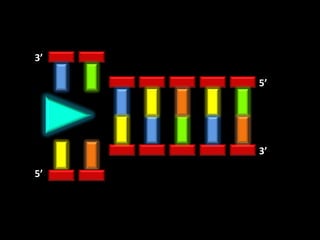 3’

     5’




     3’

5’
 