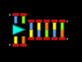 3’

     5’




     3’

5’
 