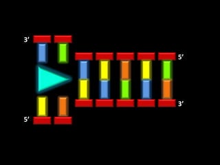 3’

     5’




     3’

5’
 