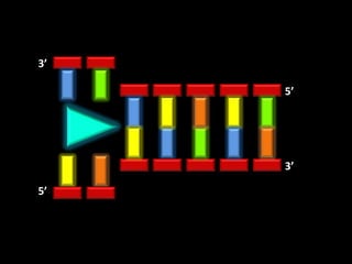 3’

     5’




     3’

5’
 