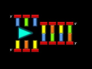 3’

     5’




     3’

5’
 