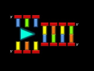 3’

     5’




     3’

5’
 