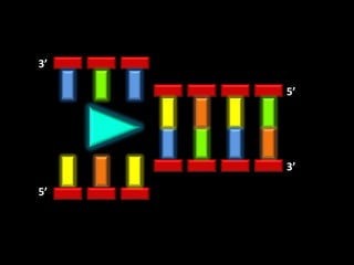 3’

     5’




     3’

5’
 