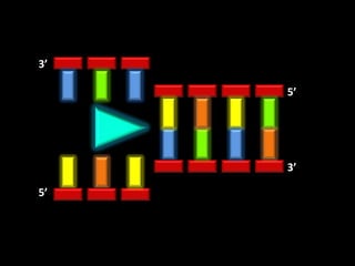 3’

     5’




     3’

5’
 