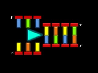 3’

     5’




     3’

5’
 