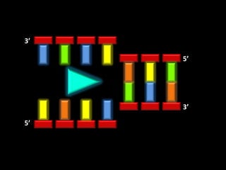 3’

     5’




     3’

5’
 