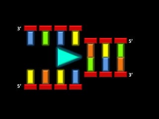 3’

     5’




     3’

5’
 