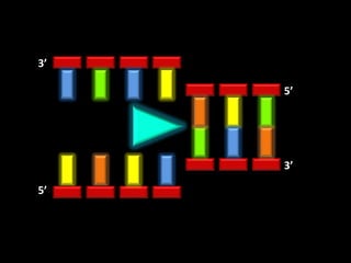 3’

     5’




     3’

5’
 