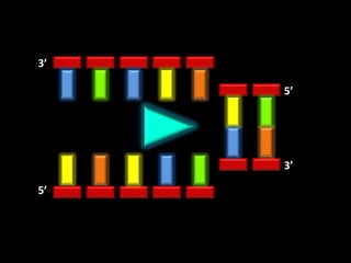 3’

     5’




     3’

5’
 