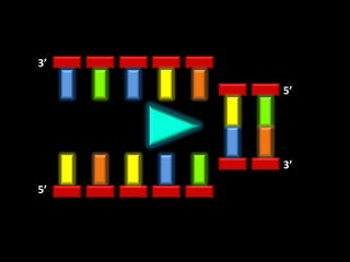 3’

     5’




     3’

5’
 