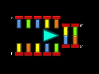 3’

     5’




     3’

5’
 