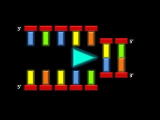 3’

     5’




     3’

5’
 