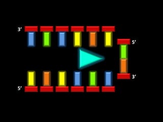 3’

     5’




     3’

5’
 