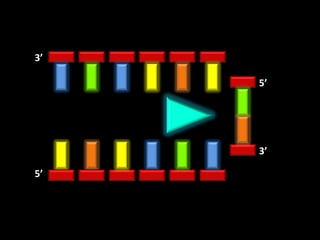 3’

     5’




     3’

5’
 