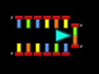 3’

     5’




     3’

5’
 