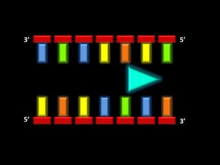 3’   5’




5’   3’
 