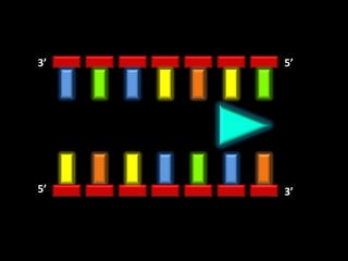 3’   5’




5’   3’
 