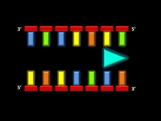 3’   5’




5’   3’
 