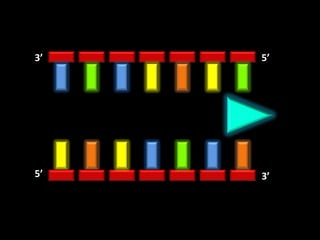 3’   5’




5’   3’
 