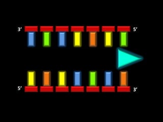 3’   5’




5’   3’
 