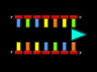 3’   5’




5’   3’
 