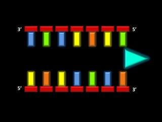 3’   5’




5’   3’
 