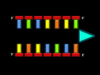 3’   5’




5’   3’
 