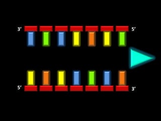 3’   5’




5’   3’
 