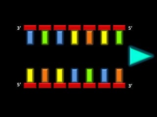 3’   5’




5’   3’
 