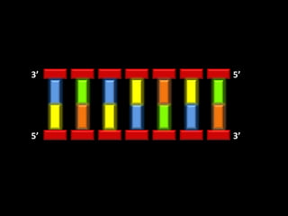 3’   5’




5’   3’
 