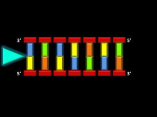 3’   5’




5’   3’
 